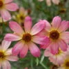 Shades Of Rose Coreopsis Tickseed Perennial Plant - Quart Pot