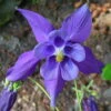 Alpine Columbine Perennial - Aquilegia Alpina - Quart Pot