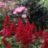 Fanal Astilbe - Dark Red Plumes - Very Hardy! - Gallon Pot