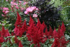 Fanal Astilbe - Dark Red Plumes - Very Hardy! - Gallon Pot