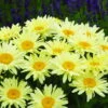 Banana Cream Shasta Daisy - Leucanthemum - Compact Plant - Gallon Pot