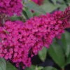 BUZZ™ Hot Raspberry Butterfly Bush - Compact - Heavy Blooms -Gallon Pot-Buddleia