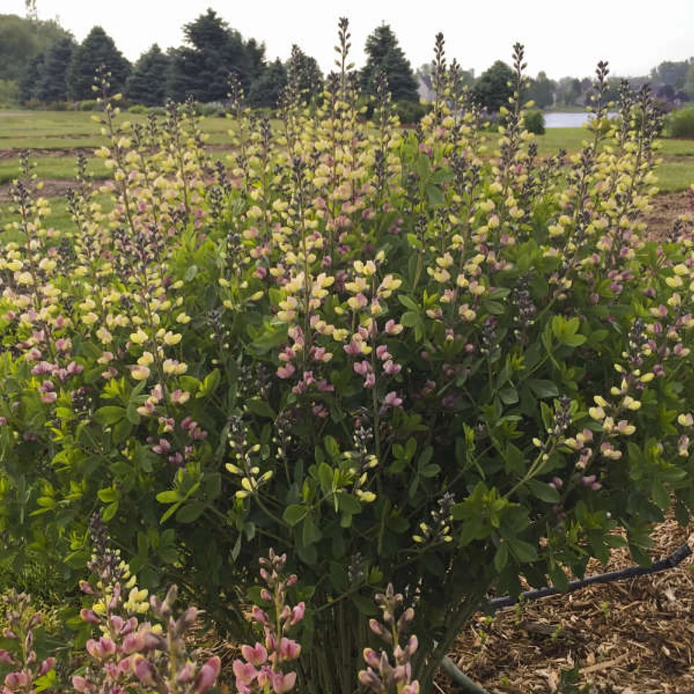 Decadence® Pink Lemonade Baptisia - False Indigo - Proven Winners - Gallon Pot - Image 2