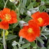 Henfield Brilliant Sun Rose - Helianthemum - Quart Pot