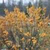 GOLD BERRY HEAVY® Winterberry Holly - 4" Pot - Proven Winners