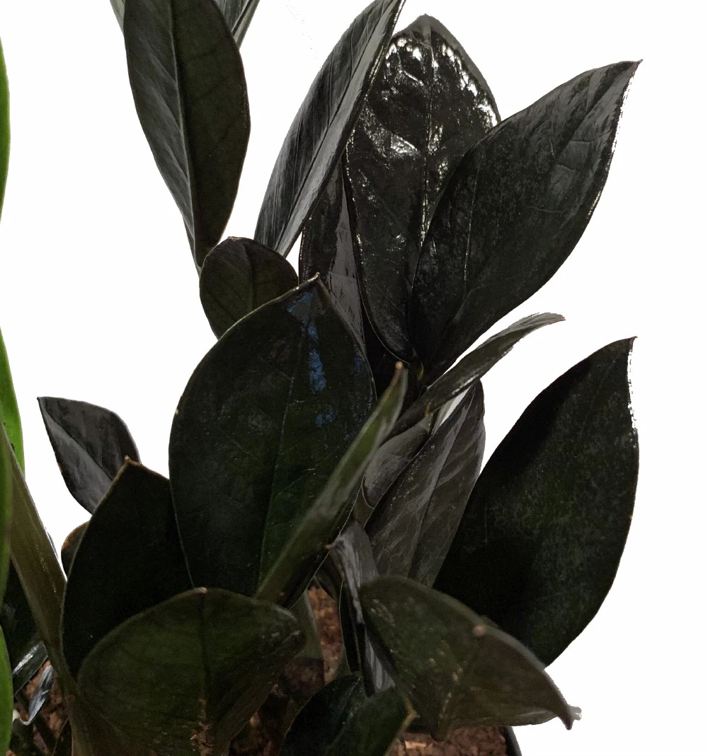 Rare Black Raven ZZ Plant - Zamioculcas Zamiifolia - 6" Pot - Collector's - Image 3