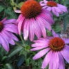 Prairie Splendor Coneflower - Echinacea - Quart Pot