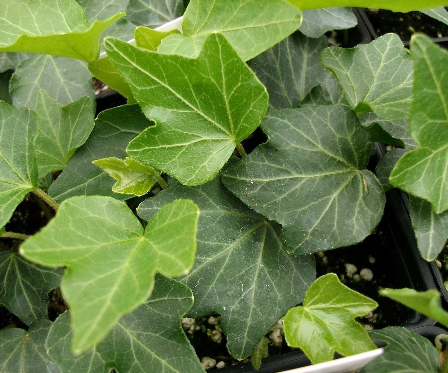 Thorndale English Ivy 48 Plants - Hardy Groundcover - 1 3/4" Pots - Image 3
