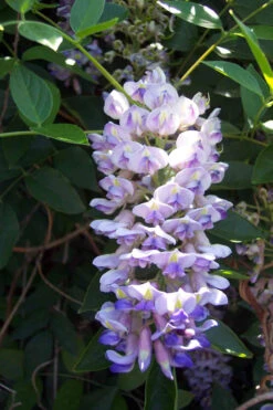 Blue Moon Wisteria Vine - Huge Fragrant Blooms - 4" Pot