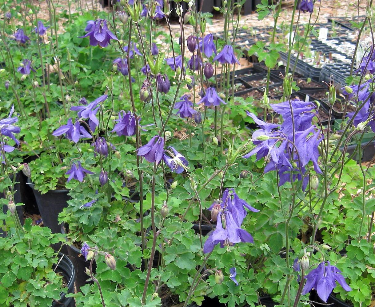 Alpine Columbine Perennial - Aquilegia Alpina - Quart Pot - Image 2