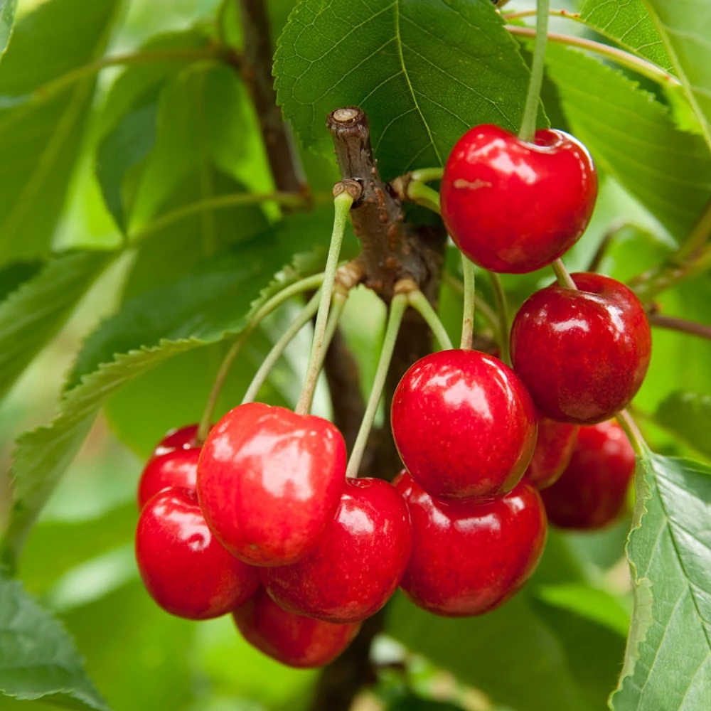 Joy Bush Cherry Plant - 3.25" Pot - Red Cherry Fruit In Late Summer