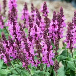 Rose Marvel Salvia- Meadow Sage -Live Plant- Quart Pot