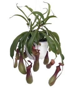 Asian Pitcher Plant - Nepenthes - Carnivorous - Exotic - 6" Hanging Basket