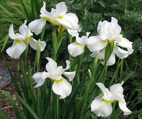 White Swirl Siberian Iris - Ivory White With A Touch Of Gold - Quart Pot - Image 2