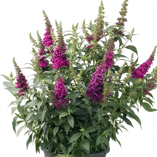 BUZZ™ Hot Raspberry Butterfly Bush - Compact - Heavy Blooms -Gallon Pot-Buddleia - Image 2
