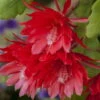Red Orchid Cactus 4" Pot - Epiphyllum - Exotic