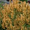 Gold Kudos Hummingbird Mint - Agastache - Anise Hyssop - Live Plant - Quart Pot