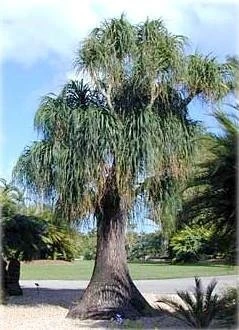 Guatemalan Red Ponytail Palm - Stump - Beaucarnea - 4" Pot - Collector's Series - Image 4