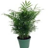 Hirt's Victorian Parlor Palm - Chamaedorea - 6" Pot