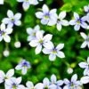 Blue Star Creeper - Isotoma Fluviatilis - 3 Seasons Of Blooms - Quart Pot