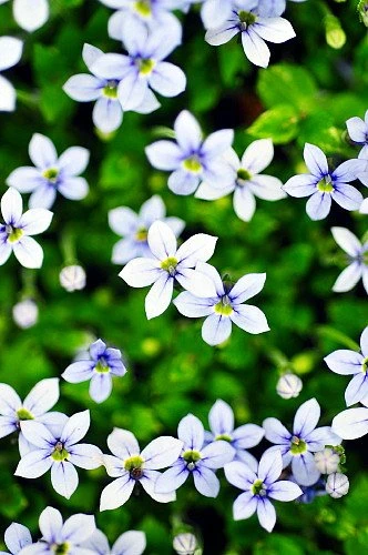 Blue Star Creeper - Isotoma Fluviatilis - 3 Seasons Of Blooms - Quart Pot