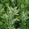 Little Spire Russian Sage Live Plant - Perovskia - Live Plant - Gallon Pot