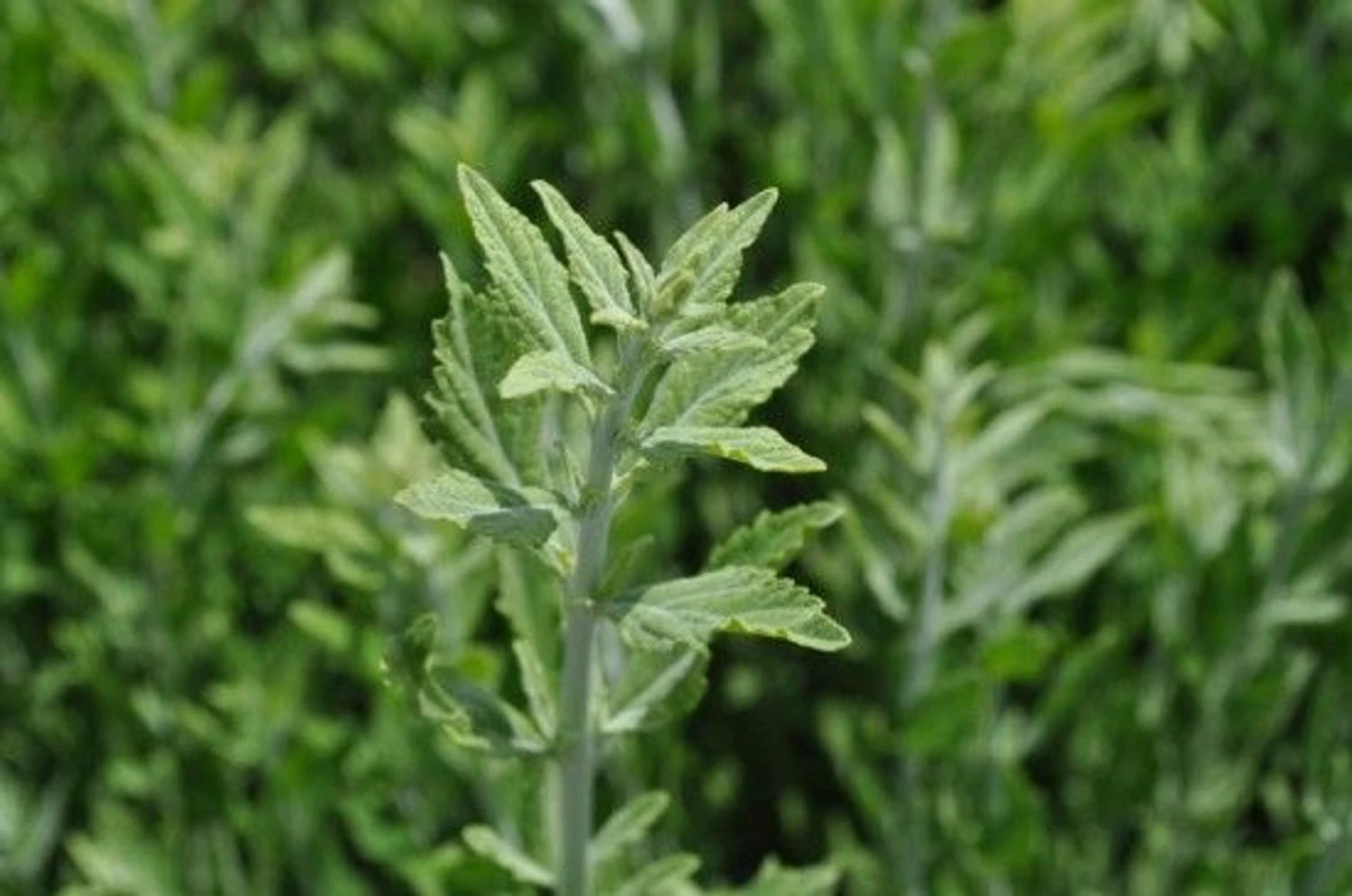 Little Spire Russian Sage Live Plant - Perovskia - Live Plant - Gallon Pot
