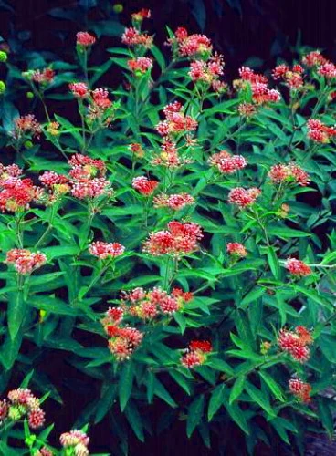 Cinderella Butterfly Flower Perennial - Asclepias - Live Plant - Gallon Pot - Image 2