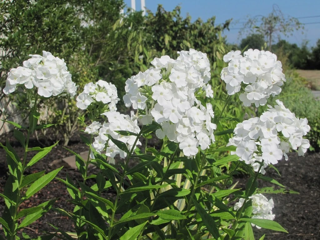 David Hardy Tall Phlox- White-Perennial Of The Year 2002- Live Plant- Gallon Pot - Image 4