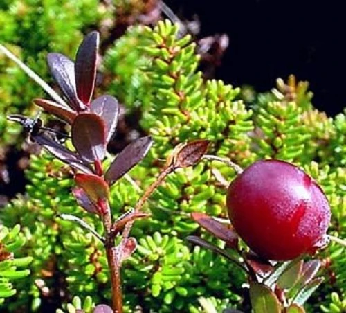 American Pilgrim Cranberry Bush - Great Groundcover - Delicious - 3.25" Pot - Image 2