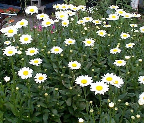 Becky Shasta Daisy - Leucanthemum - 2003 Plant Of The Year - Quart Pot - Image 2