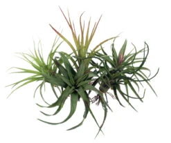 5 Live Airplants - Tillandsia - Bareroot - Terrarium/Fairy Garden/Houseplant