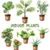 Hirt's Boxed Botany - 12 Month House Plant Subscription