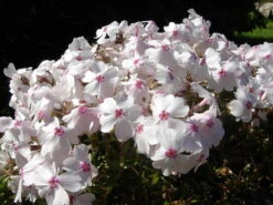 Amazing Grace Creeping Phlox Perennial - Quart Pot