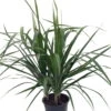 Madagascar Dragon Tree - Dracaena Marginata - 6" Pot - Easy To Grow House Plant