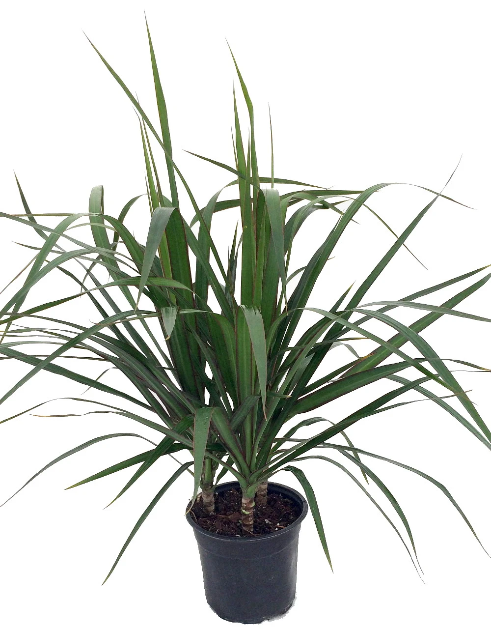 Madagascar Dragon Tree - Dracaena Marginata - 6" Pot - Easy To Grow House Plant
