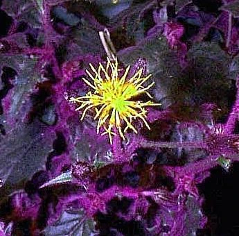 Purple Passion Plant - 4" Mini Hanging Basket - EROTIC - Gynura - Image 2