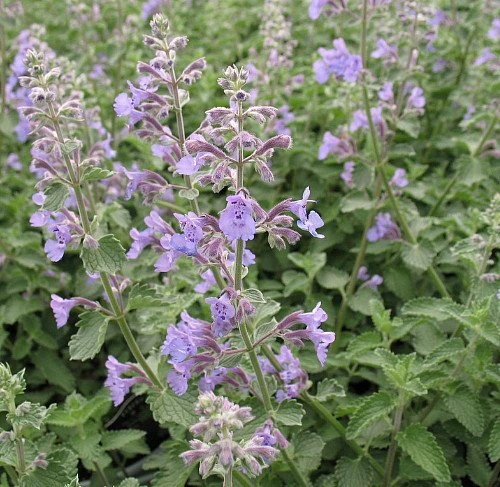 Walker's Low Catmint Perennial - Nepeta Faassenii - Live Plant - Gallon Pot - Image 2
