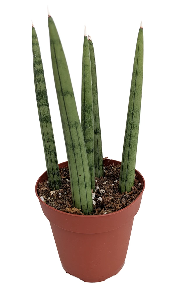Bamboo Shoots Snake Plant - Sanseveria Cylindrica - Impossible To Kill! - 2" Pot