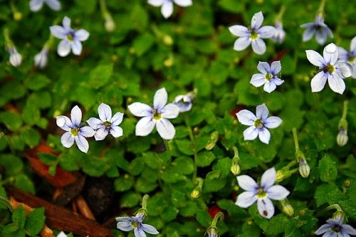 Blue Star Creeper - Isotoma Fluviatilis - 3 Seasons Of Blooms - Quart Pot - Image 2