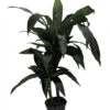 Janet Craig Dragon Tree Form - Dracaena Fragrans - 6" Pot - Easy To Grow