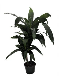 Janet Craig Dragon Tree Form - Dracaena Fragrans - 6" Pot - Easy To Grow