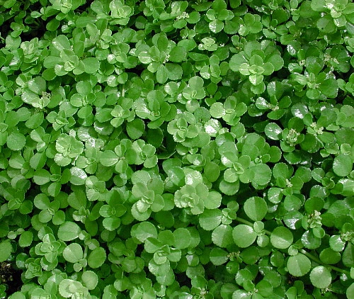 Baby Tears/Tiny Tears/Jobes Tears - Pilea Depressa - 6" Hanging Basket - Image 2