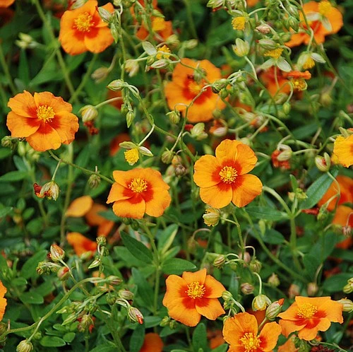 Bronze Carpet Sun Rose - Helianthemum - Quart Pot - Image 2