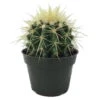 Golden Barrel Cactus - Echinocactus Grusonii - 4" Pot