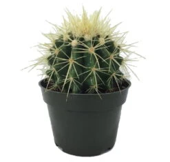 Golden Barrel Cactus - Echinocactus Grusonii - 4" Pot