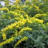 Fireworks Goldenrod Perennial - Solidago Rugosa - Quart Pot