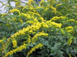 Fireworks Goldenrod Perennial - Solidago Rugosa - Quart Pot