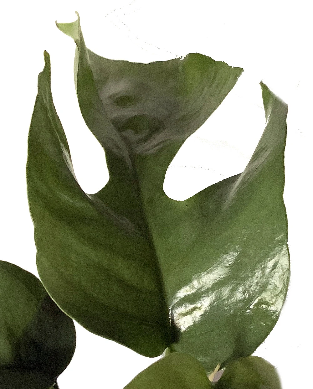 Ultra Rare Ginny Philodendron - Rhaphidophora Tetrasperma -6" Pot- Mini Monstera - Image 2