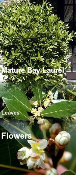 Bay Laurel Herb - Laurus Nobilis - 4" Pot - Live Plant - Image 3